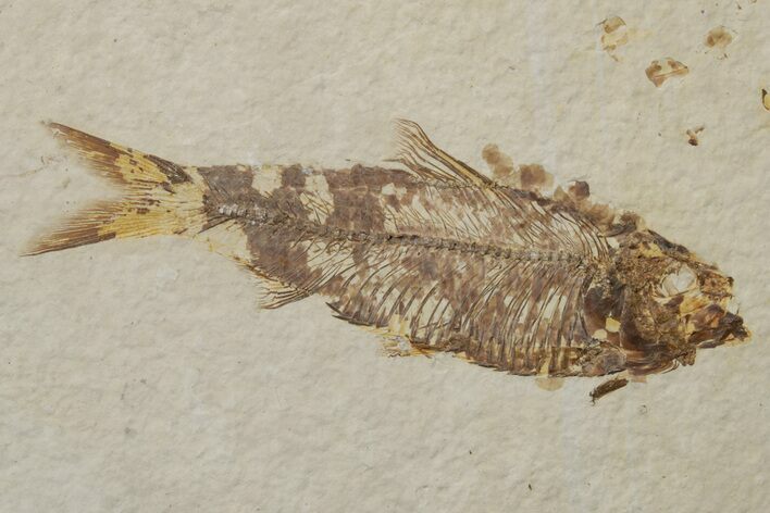 Fossil Fish (Knightia) - Green River Formation #237173